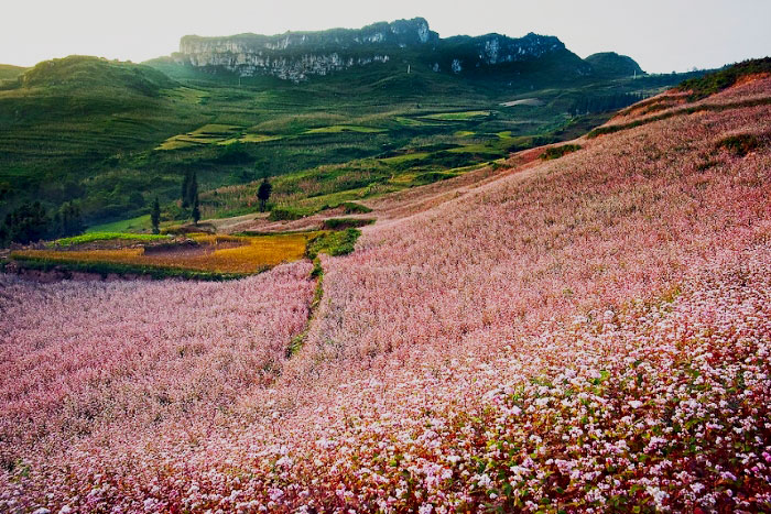 Ha Giang weather December - season of buckwheat flowers